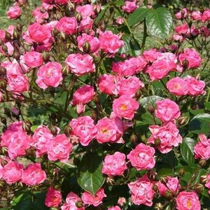 Темно-розовая - Полиантовая роза 